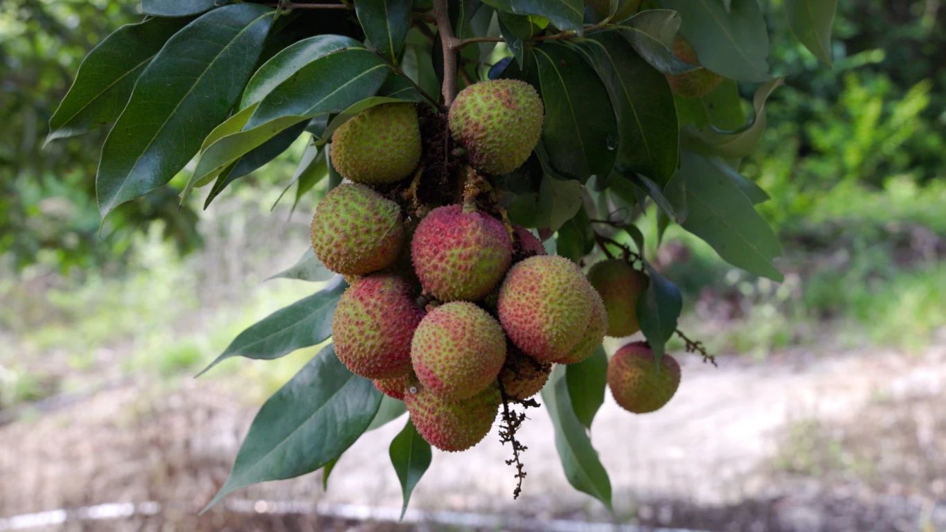 「荔」刻启程·惠州有约—大亚湾荔枝文旅线路出炉！